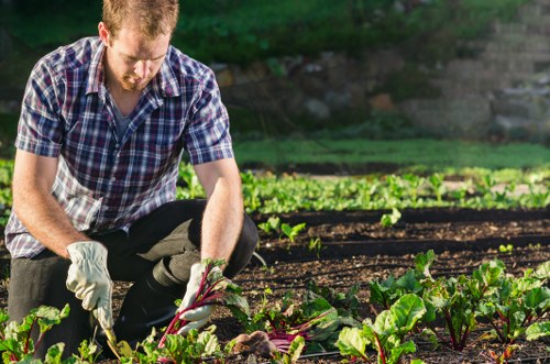 A man wearing a checkered shirt and gardening gloves is working in a vegetable garden, bending over to tend to leafy greens growing in well-maintained, raised beds with dark soil. The garden is part of a residential outdoor space, featuring neat, defined planting areas bordered by wooden edging. In the background, there are lush green trees and shrubs, indicating a landscaped yard. The scene is well-lit with natural daylight, suggesting a sunny day, and the garden appears healthy and vibrant, reflecting regular outdoor maintenance. This setting exemplifies professional gardening and landscaping services, such as those offered by Lawn Mowing Chingford, focused on sustainable and organized outdoor spaces within the Chingford area, near postcode E4.