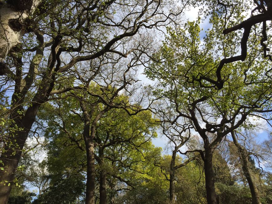 A canopy of tall trees with twisted, dark branches sprawling across the sky, some with fresh green leaves and others still bare, indicating early spring. The sunlight filters through the foliage, cast